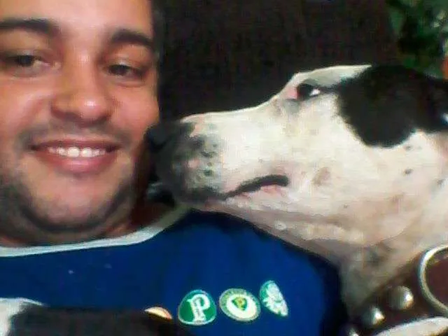 Cachorro ra a Pit-Bull idade 1 ano nome Morena