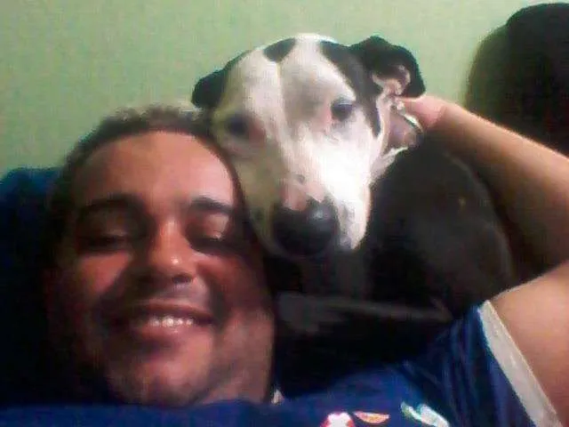 Cachorro ra a Pit-Bull idade 1 ano nome Morena