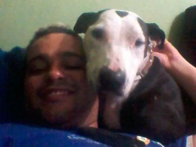 Cachorro ra a Pit-Bull idade 1 ano nome Morena