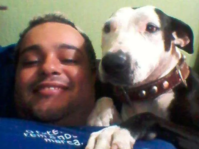 Cachorro ra a Pit-Bull idade 1 ano nome Morena