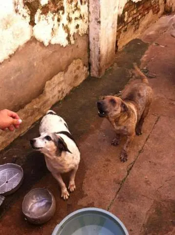 Cachorro ra a SRD idade 6 ou mais anos nome Vaquinha e July