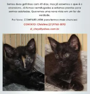 Gato raça SRD idade Abaixo de 2 meses nome Bebel e Penélope