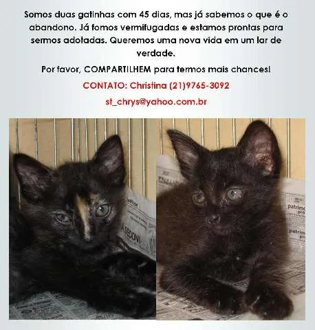 Gato ra a SRD idade Abaixo de 2 meses nome Bebel e Penélope