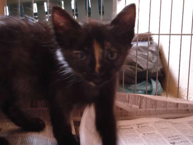 Gato ra a SRD idade Abaixo de 2 meses nome Bebel e Penélope
