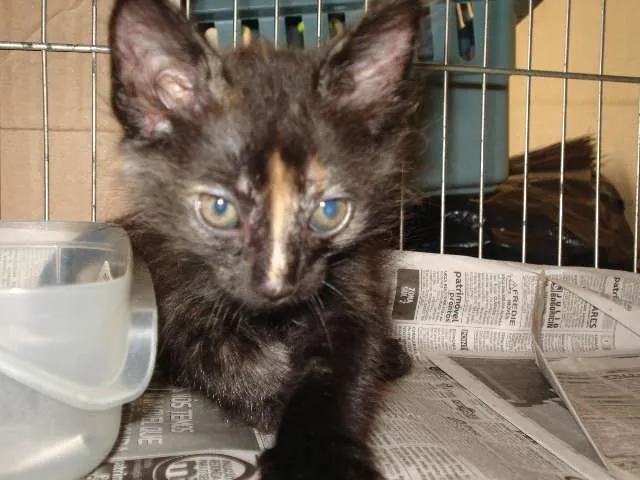 Gato ra a SRD idade Abaixo de 2 meses nome Bebel e Penélope