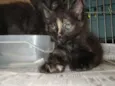 Bebel e Penélope