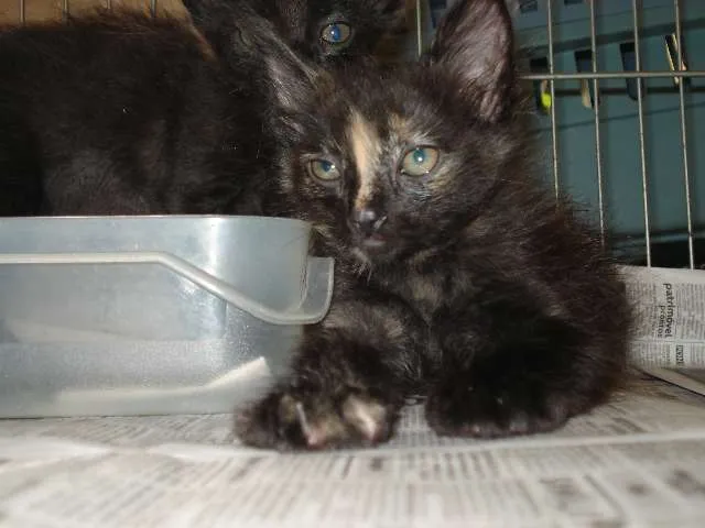 Gato ra a SRD idade Abaixo de 2 meses nome Bebel e Penélope