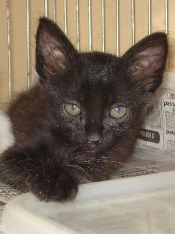 Gato ra a SRD idade Abaixo de 2 meses nome Bebel e Penélope