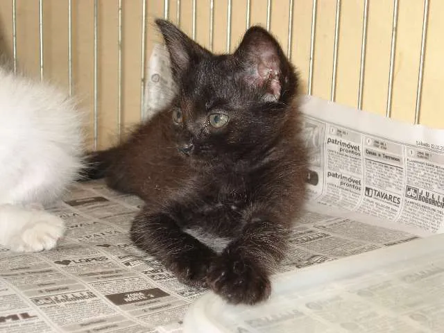 Gato ra a SRD idade Abaixo de 2 meses nome Bebel e Penélope