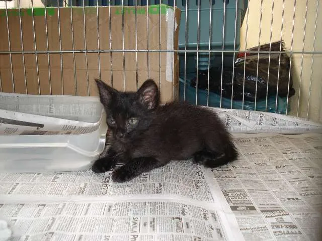 Gato ra a SRD idade Abaixo de 2 meses nome Bebel e Penélope