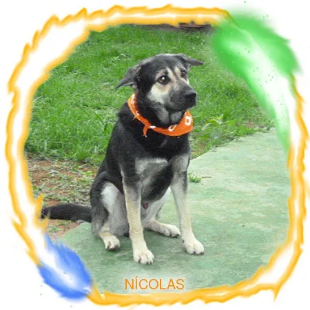 Cachorro ra a SRD idade 2 anos nome NÍCOLAS