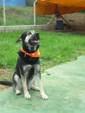Cachorro ra a SRD idade 2 anos nome NÍCOLAS