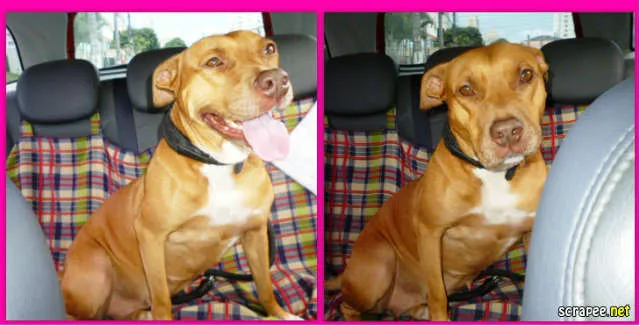 Cachorro ra a Pit-Bull idade 3 anos nome MEG