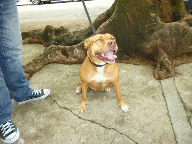 Cachorro ra a Pit-Bull idade 3 anos nome MEG