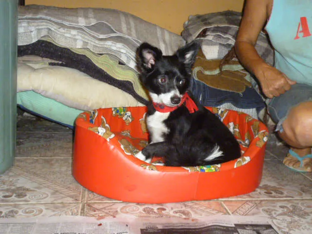Cachorro ra a SRD idade 2 anos nome TOM