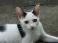 PANDINHA