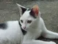 PANDINHA