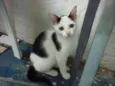 PANDINHA