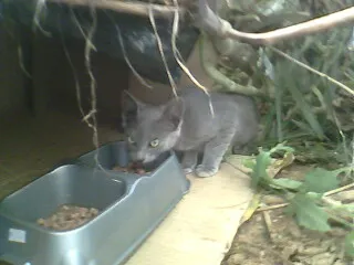 Gato raça não sei idade 7 a 11 meses nome não tem