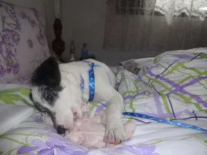 Cachorro raça SRD idade 2 a 6 meses nome NICK