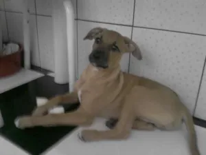Cachorro raça vira lata eu acho idade 2 a 6 meses nome teddy