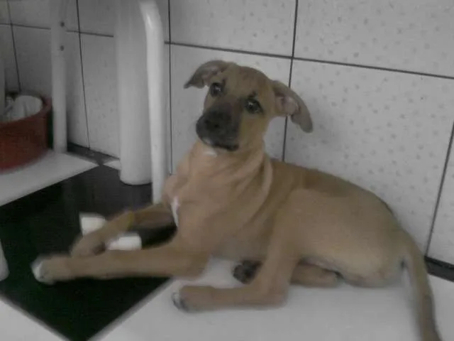 Cachorro ra a vira lata eu acho idade 2 a 6 meses nome teddy