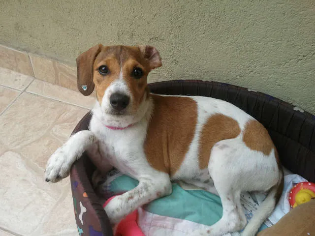 Cachorro ra a Srd idade 2 a 6 meses nome Milla