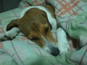 Cachorro raça Srd idade 2 a 6 meses nome Milla