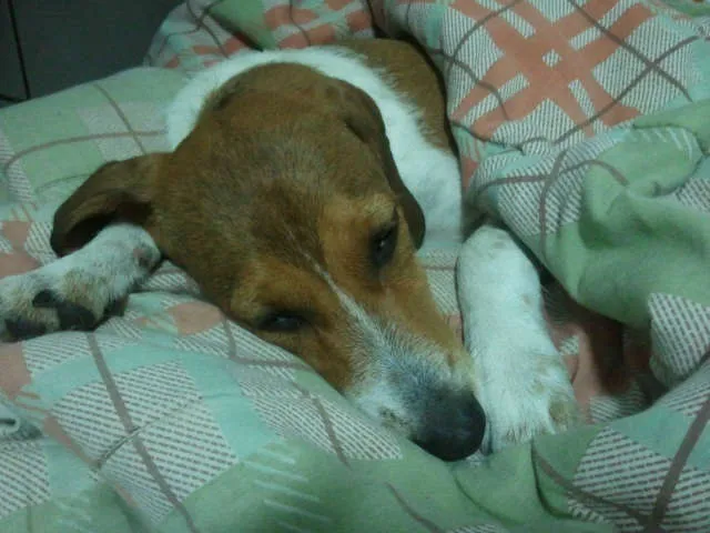 Cachorro ra a Srd idade 2 a 6 meses nome Milla
