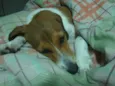Milla