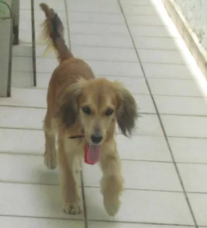 Cachorro raça SRD idade 2 anos nome Desconhecido