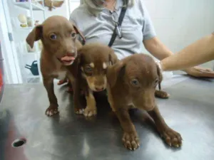Cachorro raça srd idade 2 a 6 meses nome MADAME, MOLEQUE E M