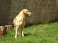 SCOOT