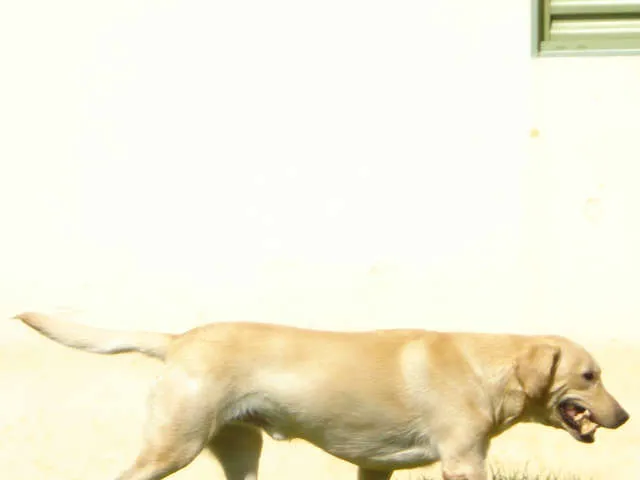 Cachorro ra a Labrador idade 2 anos nome SCOOT