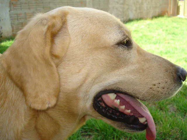 Cachorro ra a Labrador idade 2 anos nome SCOOT