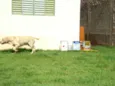 SCOOT