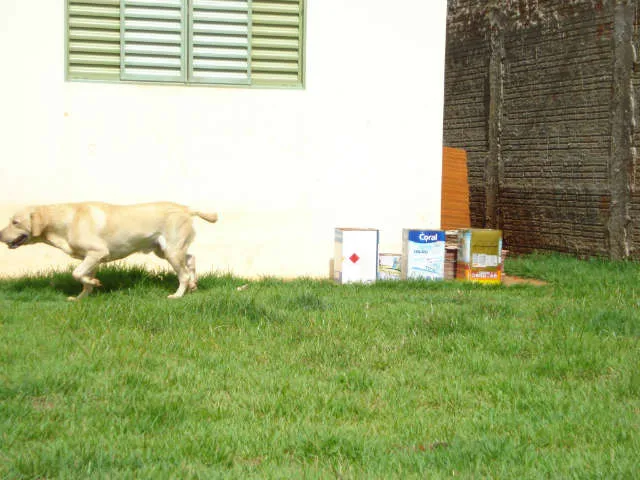 Cachorro ra a Labrador idade 2 anos nome SCOOT