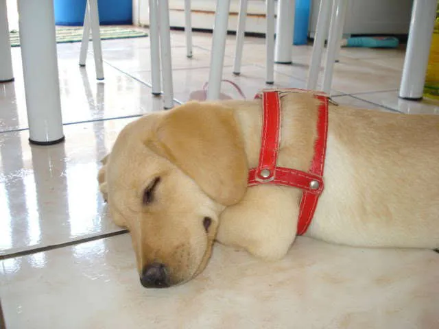Cachorro ra a Labrador idade 2 anos nome SCOOT