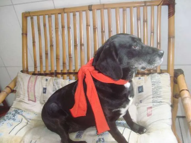 Cachorro ra a mestiça labrador idade 5 anos nome Nina