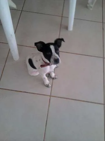 Cachorro ra a SRD idade 2 a 6 meses nome Shiva