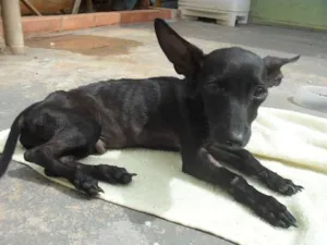 Cachorro raça SRD idade 7 a 11 meses nome ---