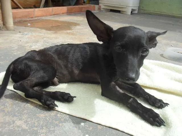 Cachorro ra a SRD idade 7 a 11 meses nome ---