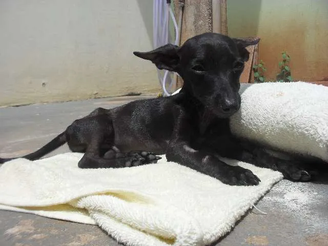 Cachorro ra a SRD idade 7 a 11 meses nome ---