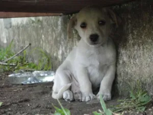 Cachorro raça LABRADOR idade 2 a 6 meses nome Filhotinho