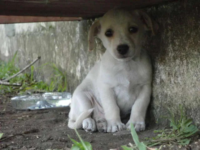 Cachorro ra a LABRADOR idade 2 a 6 meses nome Filhotinho