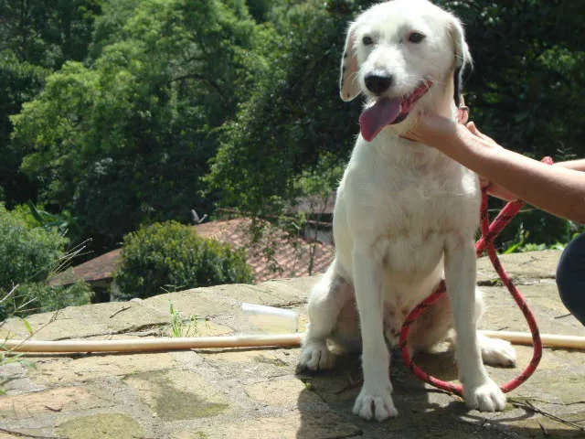 Cachorro ra a SRD idade 1 ano nome Valentín