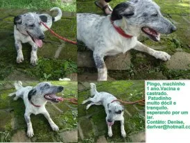 Cachorro ra a SRD idade 1 ano nome Pingo