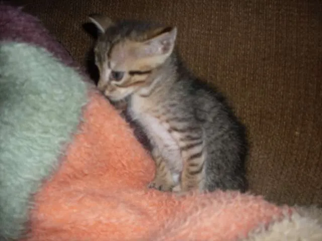 Gato ra a SRD idade 2 a 6 meses nome sem nome