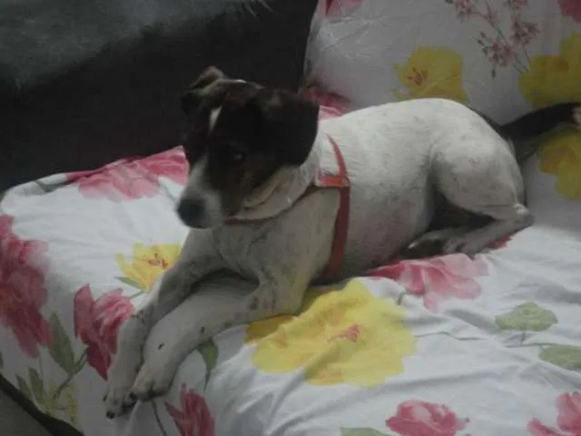 Cachorro ra a SRD idade  nome Sem Nome