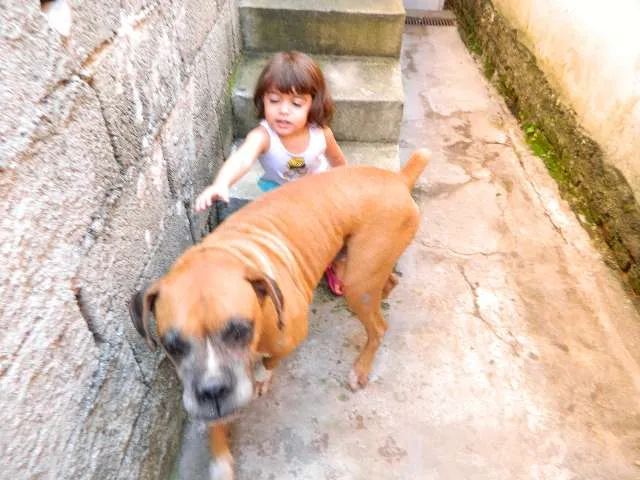 Cachorro ra a Boxer idade 6 ou mais anos nome Spike